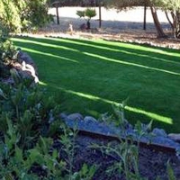 Grass Carpet Oviedo, Florida Design Ideas, Backyards