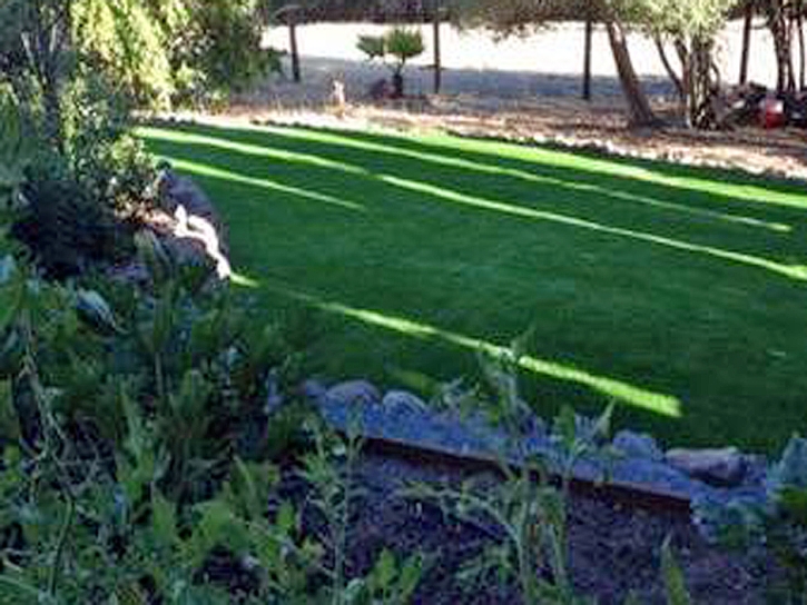 Grass Carpet Oviedo, Florida Design Ideas, Backyards