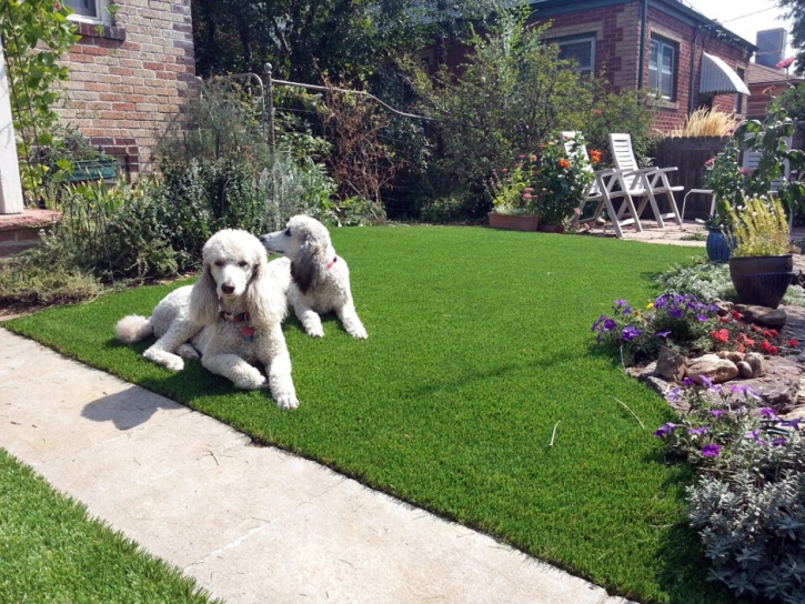 Green Lawn Palatka, Florida Lawn And Landscape, Grass for Dogs